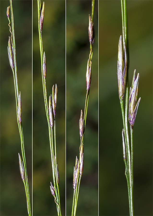 Poacea in crinale appenninico - cfr. Molinia caerulea